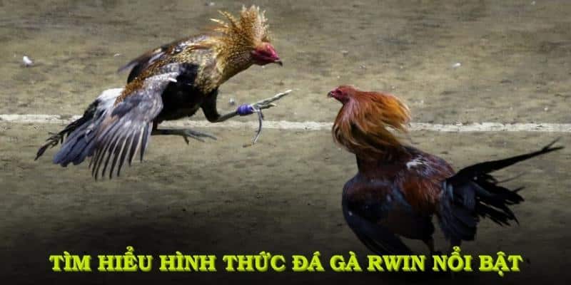 Tìm hiểu các hình thức Đá gà RWIN nổi bật nhất